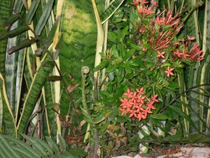 laselva-poolflora