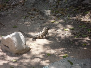 tulum-iguana